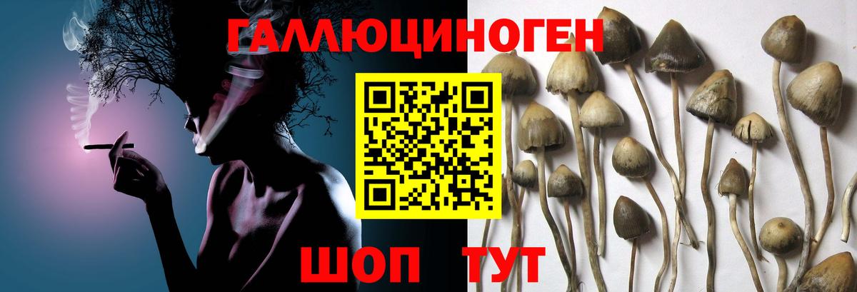 Галлюциногенные грибы прущие грибы Калач-на-Дону